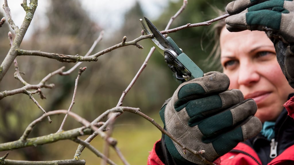 Mit einem gezielten Schnitt im Spätwinter legt man die Basis für gesunde Apfelbäume und süße Früchte.