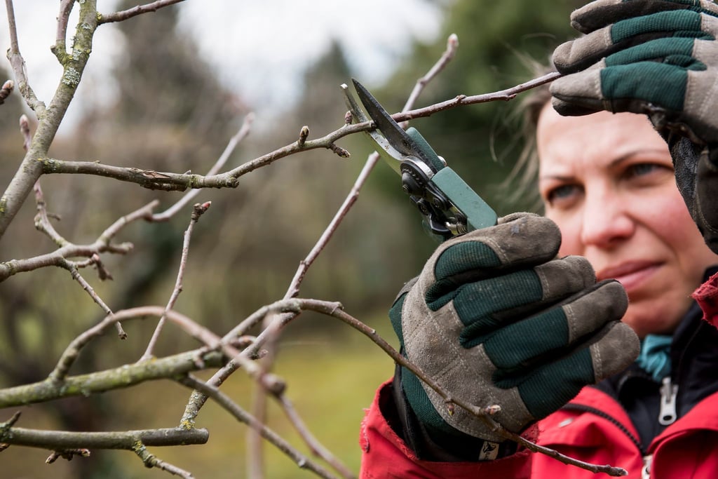 Mit einem gezielten Schnitt im Spätwinter legt man die Basis für gesunde Apfelbäume und süße Früchte.