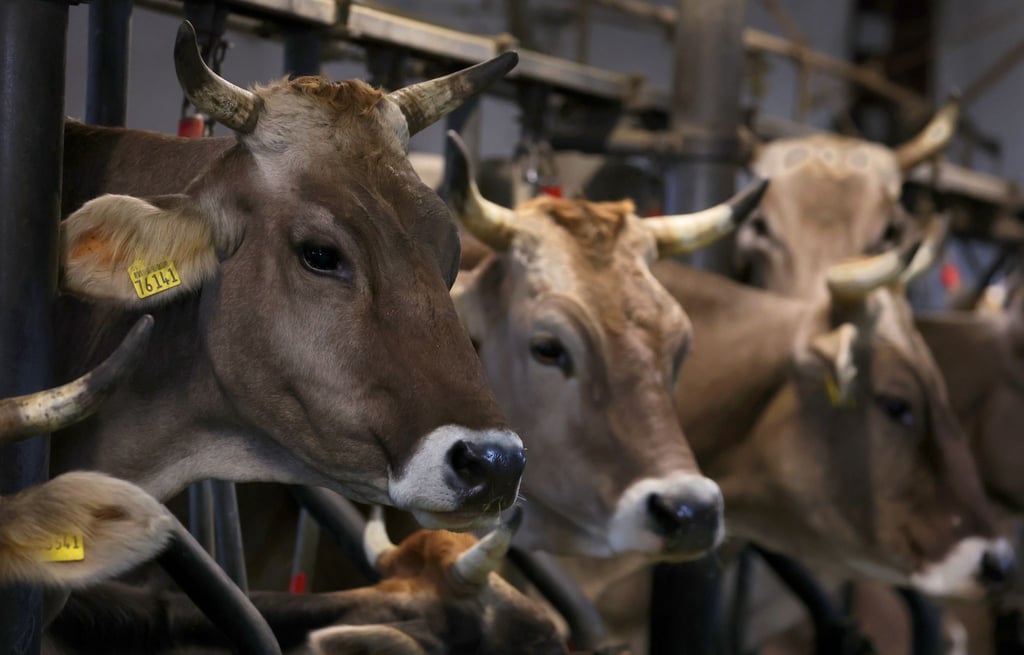 Das Land Niedersachsen will weg von der sogenannten Anbindehaltung für Rinder. (Archivbild)