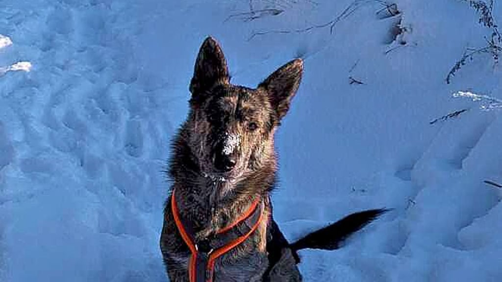 Wer hat Moses gesehen? 