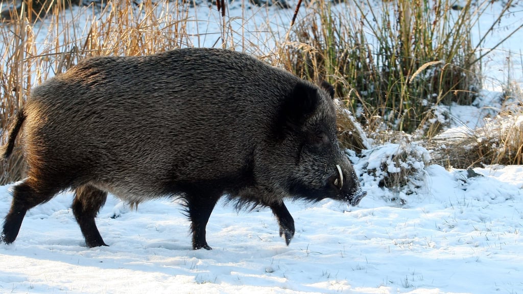 Wildschweine sind Hauptüberträger des tödlichen Virus'.