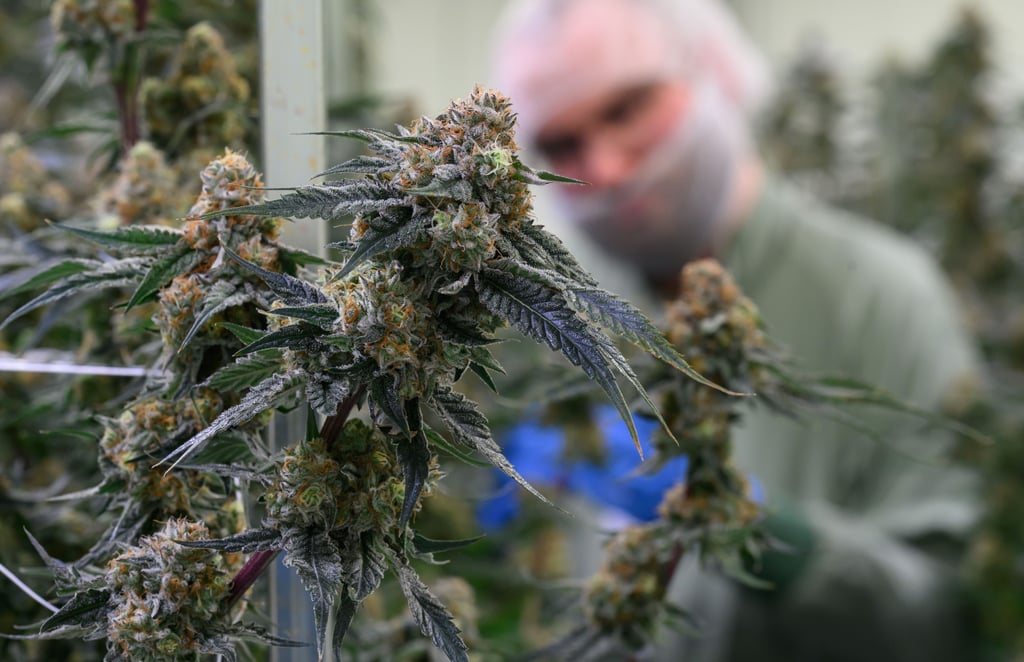  Stephan Kaster, Produktionsleiter beim Cannabis-Hersteller Aurora im Chemiepark Leuna, begutachtet Cannabispflanzen in einem Blütenraum der Produktion. 