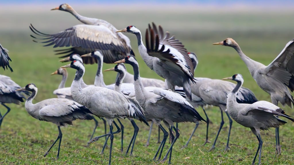Kraniche stehen Anfang Februar auf einem Feld in Brandenburg
