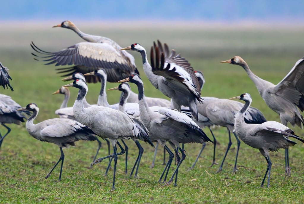 Kraniche stehen Anfang Februar auf einem Feld in Brandenburg