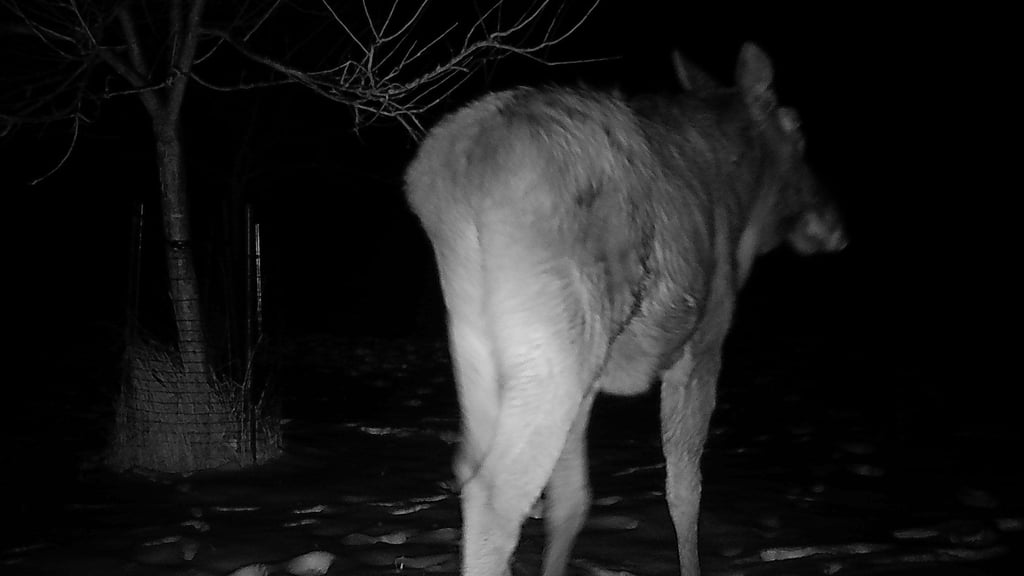 Das Foto einer Wildkamera zeigt einen Elch auf einer Streuobstwiese nahe Oranienbaum-Wörlitz.