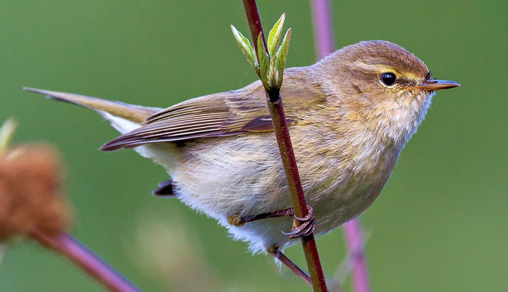 Der Zilpzalp ist eigentlich ein klassischer Sommervogel. Ornithologen beobachten ihn inzwischen auch im Winter hier in der Region. 
