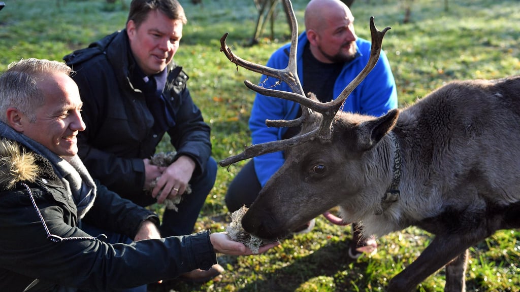 Da war noch alles gut: Halles Stadtmarketing-Chef Mark Lange (l.) besuchte 2019 die Rentiere am Goldberg.