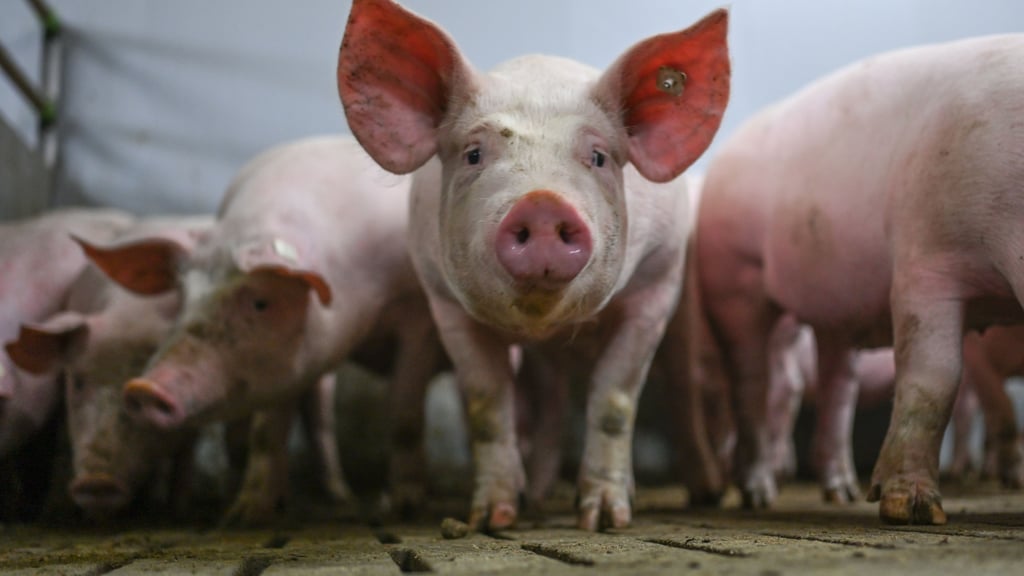 Schweinemastbetriebe in Sachsen-Anhalt klagen über schlechte Bedingungen.