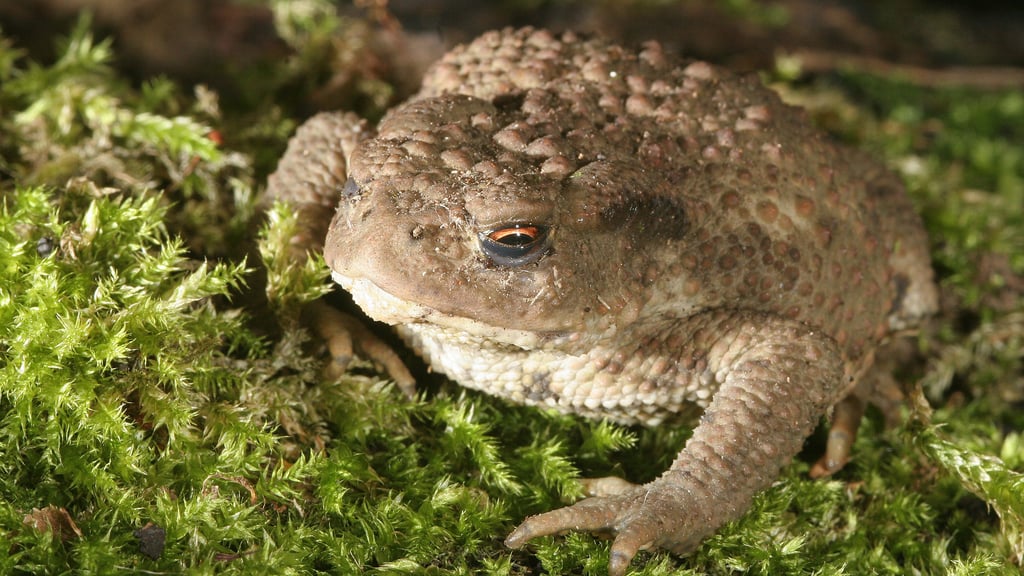 Auf der Rabeninsel, im Botanischen Garten, aber auch in Kröllwitz ist dieser Mitbewohner zu Hause.
