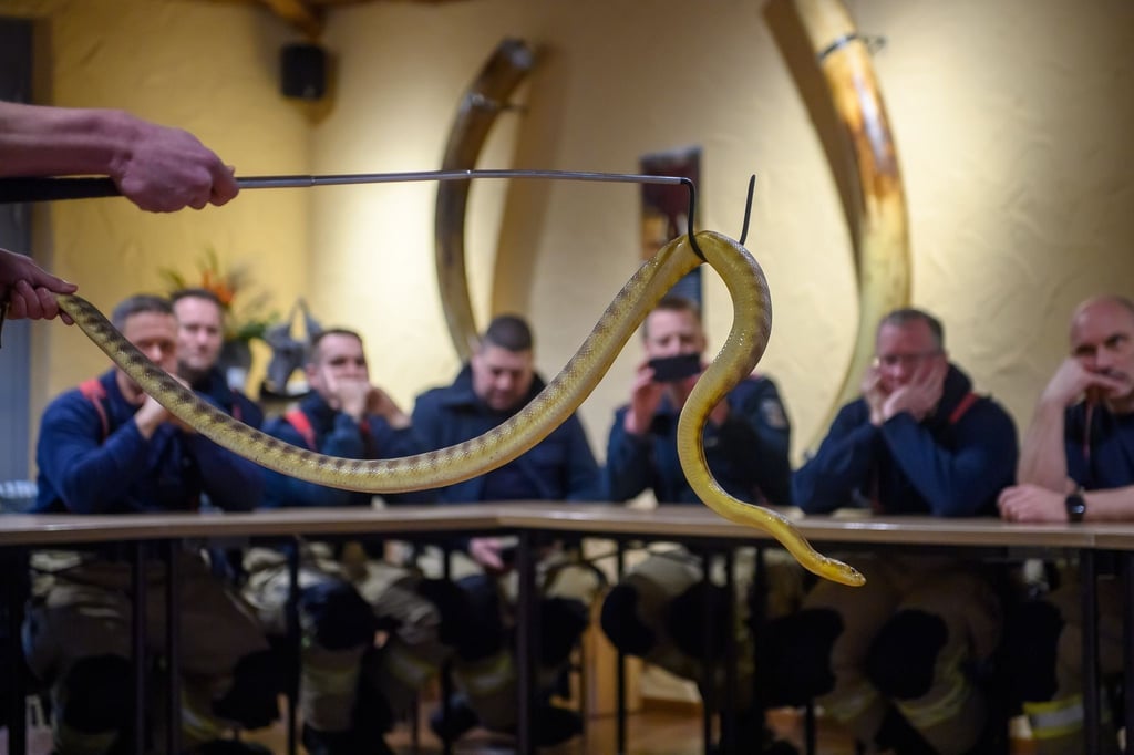 Ein Feuerwehrmann der Magdeburger Feuerwehr hebt in einem Raum im Elefantenhaus vom Zoo Magdeburg eine Schlange in eine Tonne.