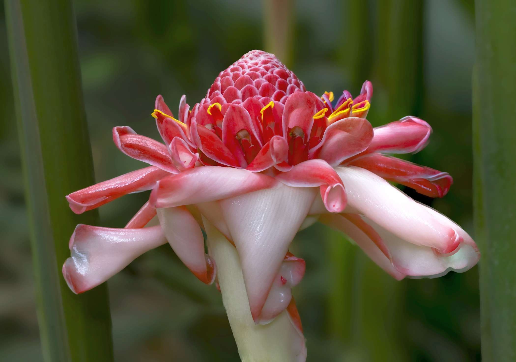 Wissen in den Gruson-Gewächshäusern: In Magdeburg ist Thema, wie sich Pflanzen mit Chemie schützen