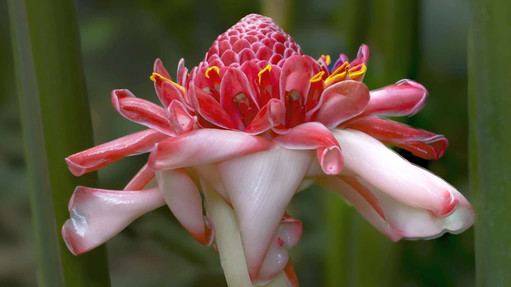 Unter anderem der Fackelingwer ist eine der Pflanzen, die besondere Wirkstoffe im Kampf gegen Gefahren entwickelt haben.