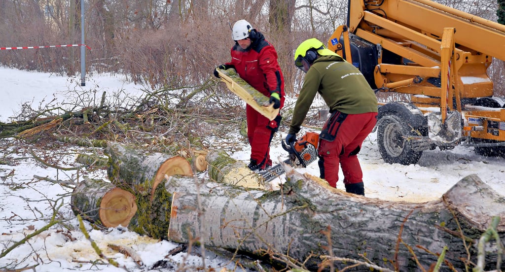 Max Jander und Christian Kuba  sägen einen der Stämme mit der Kettensäge klein: Insgesamt fünf Pappeln sollen weichen.