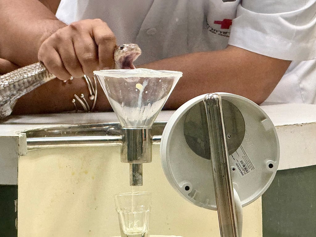 In der Schlangenfarm in Bangkok können Besucher beobachten, wie Schlangen gemolken werden.