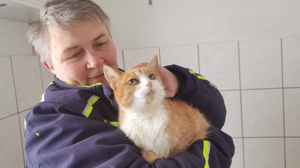 Katze Ruby wird aktuell im Tierheim Derenburg versorgt. Für den zutraulichen Stubentiger wird ein liebevolles Zuhause gesucht.