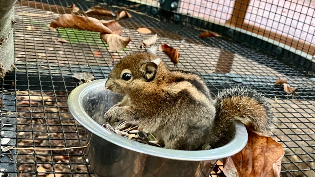 Streifenhörnchen gehören zu den neusten Bewohnern des Tierparks auf dem Hexentanzplatz in Thale. Dieser ist wegen des Winterwetters geschlossen. 