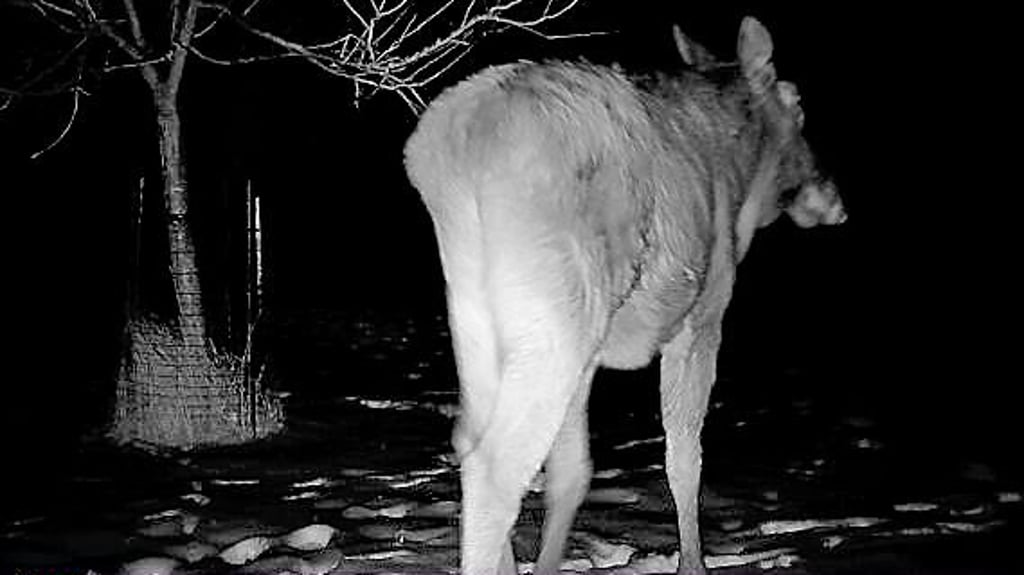 Eine Wildkamera hat den Elche im Kapengraben bei Dessau erfasst.