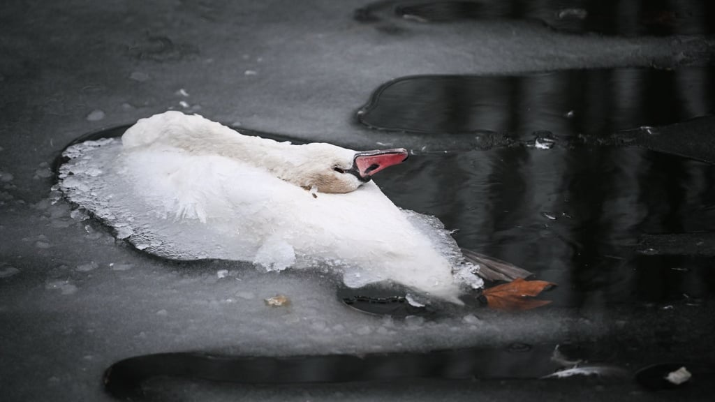 Der Anblick der toten Tiere macht viele Passanten betroffen.