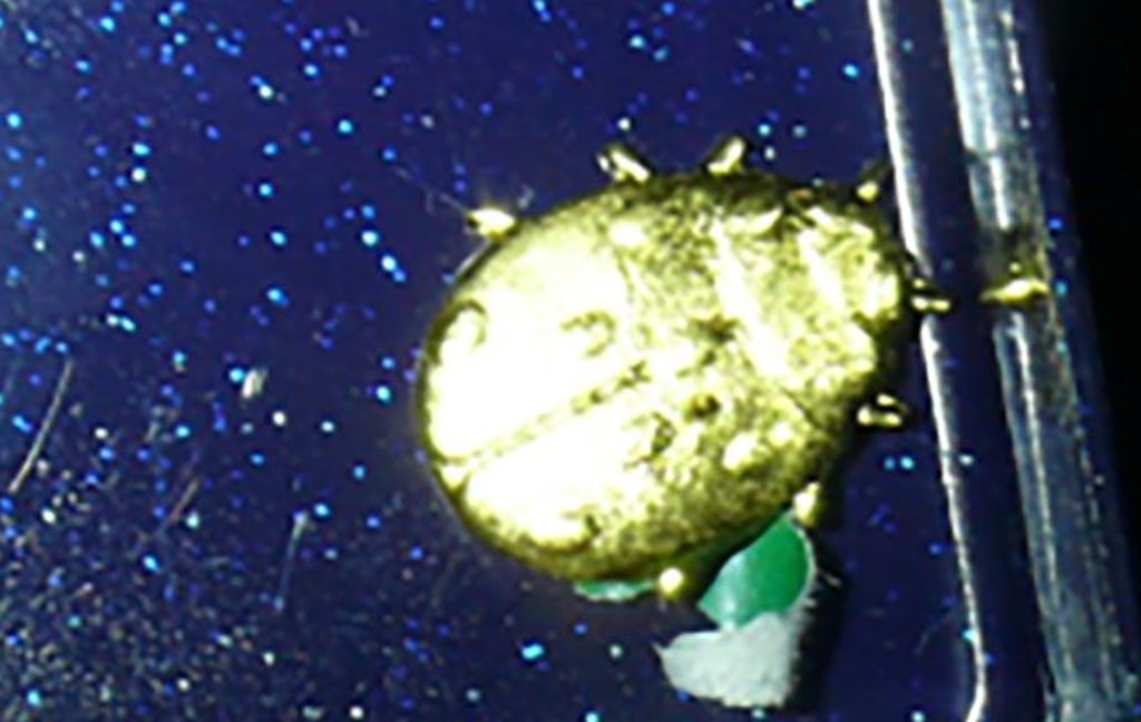 Wer kennt diese Brosche?