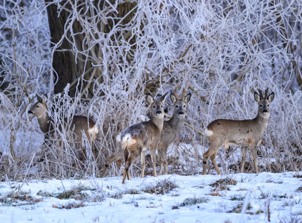 Frost und Eis bedrohen Brandenburgs Wildtiere. (Archivbild)