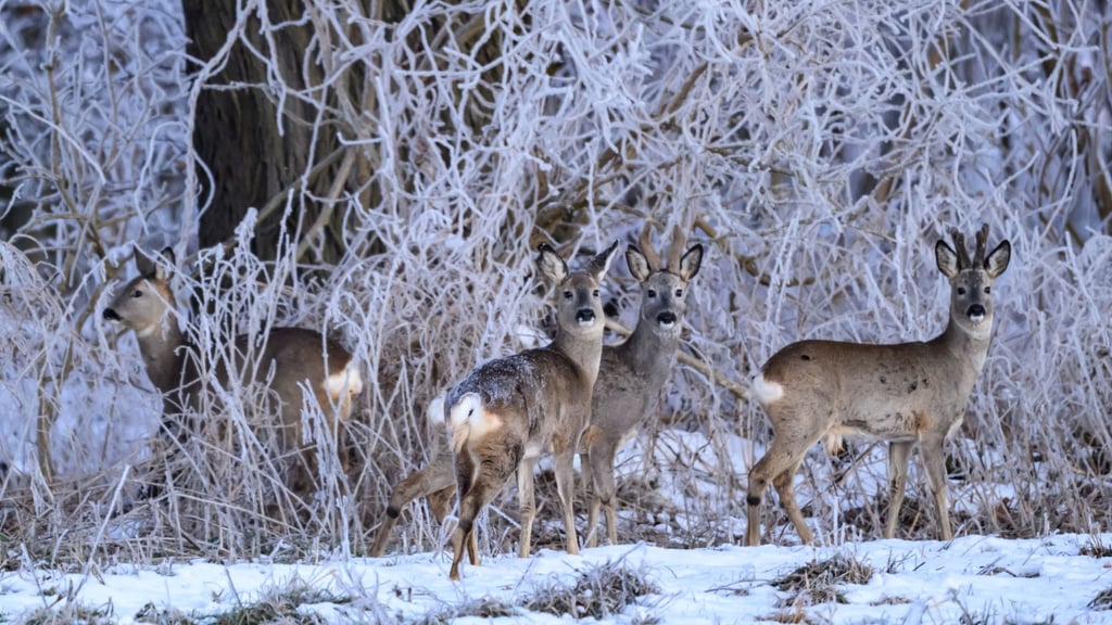 Frost und Eis bedrohen Brandenburgs Wildtiere. (Archivbild)