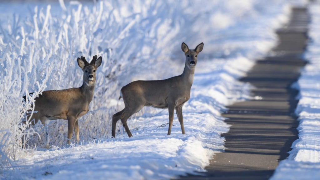 Wildtiere brauchen im Winter mehr Energie, die Nahrungssuche ist schwieriger. (Archivbild)