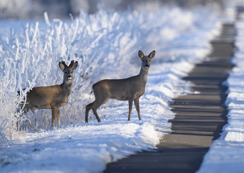 Wildtiere brauchen im Winter mehr Energie, die Nahrungssuche ist schwieriger. (Archivbild)