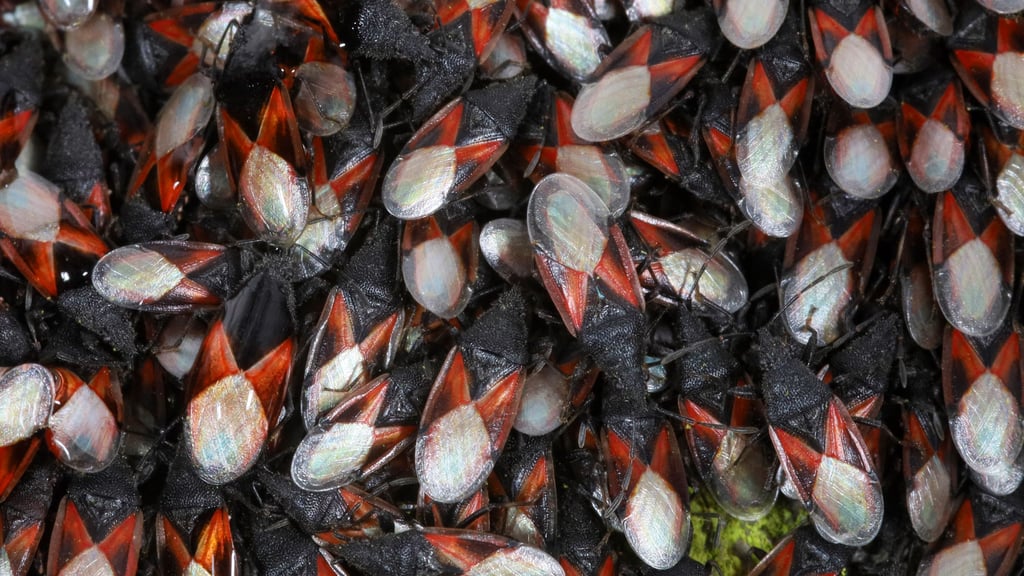 Tausende von seiner Art schart dieser Mitbewohner im Winter um sich. Ob es hilft? 