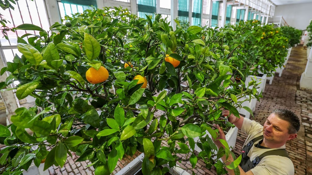 An den Bäumen hängen auch einige Früchte.