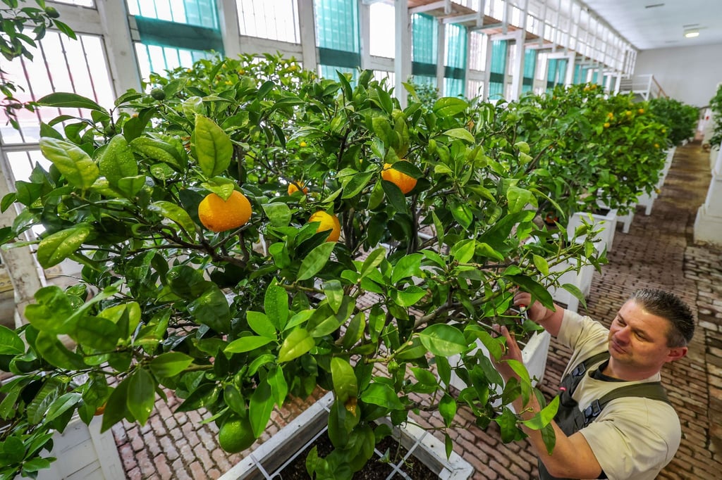 An den Bäumen hängen auch einige Früchte.