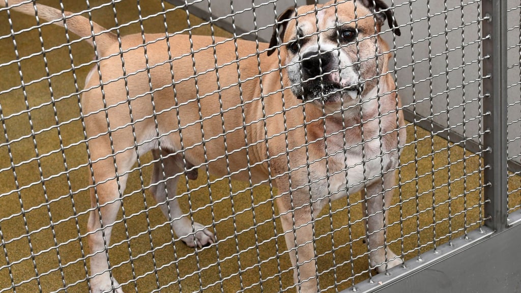 Konflikte, Unsicherheit und Stress beeinflussen das Aggressionspotenzial von Hunden.