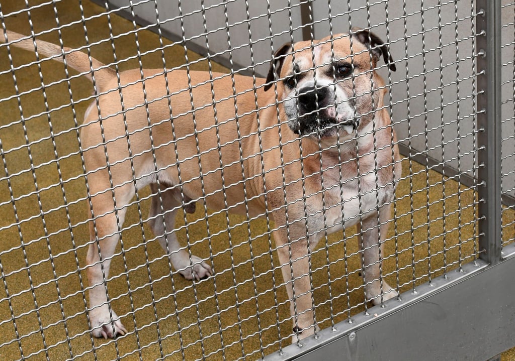 Konflikte, Unsicherheit und Stress beeinflussen das Aggressionspotenzial von Hunden.