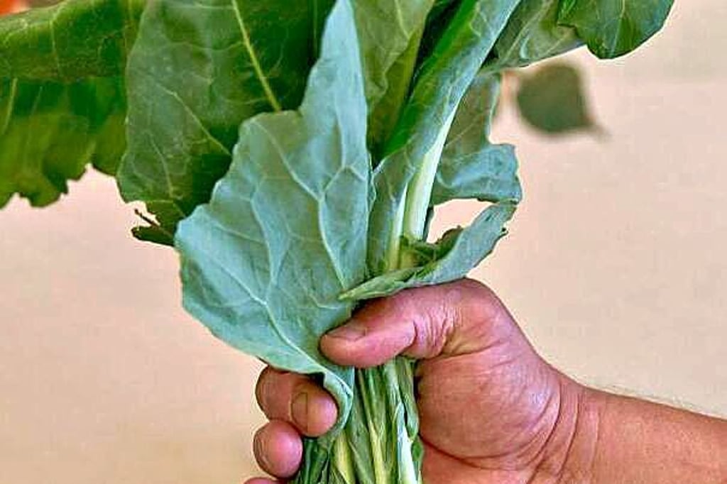 Dürfen einzelne Kohlrabiblätter aus dem Supermarkt mitgenommen werden oder nicht?