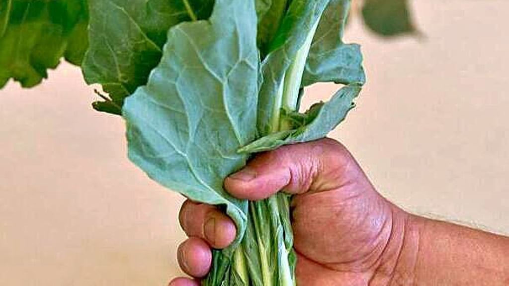 Für die einen Abfall, für die anderen wertvolles Tierfutter: Dürfen einzelne Kohlrabiblätter aus dem Supermarkt mitgenommen werden oder nicht?