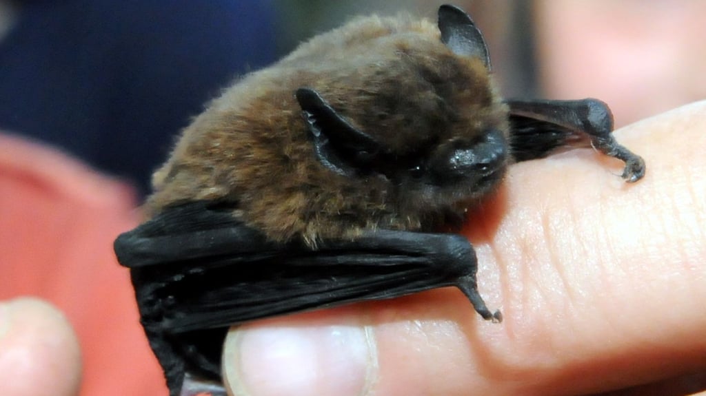 Fledermäusen gilt ein Teil der Untersuchungen rund um Mansfeld. 