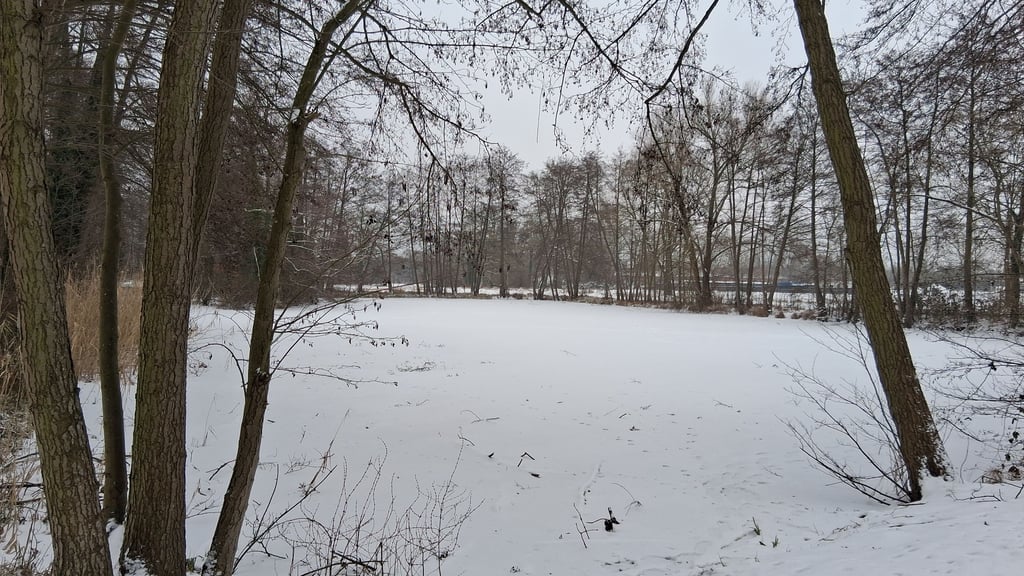 Eis und Schnee lassen den Schwanenteich kaum von einer Wiese unterscheiden.