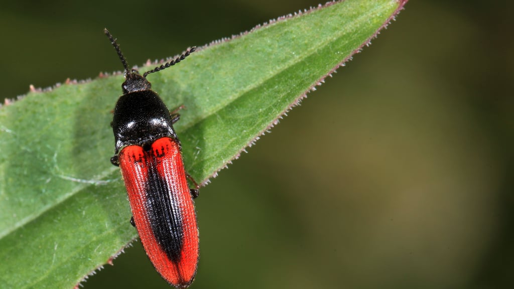 Im Totholz findet dieser Mitbewohner zunächst sein Futter.