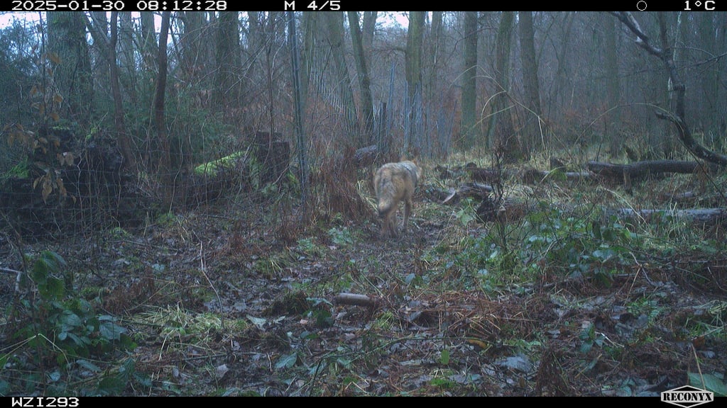 Auf diesem Foto einer Wildkamera zieht ein Wolf im Hohen Holz seiner Wege. Gibt es hier vielleicht mehr Wölfe als gedacht?