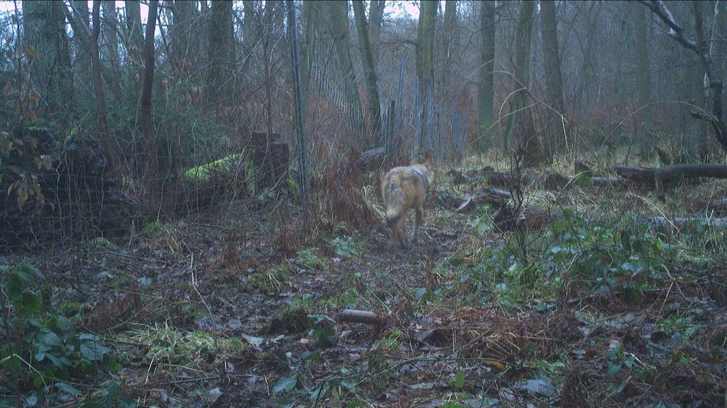 Auf diesem Foto einer Wildkamera zieht ein Wolf im Hohen Holz seiner Wege. Gibt es hier vielleicht mehr Wölfe als gedacht?