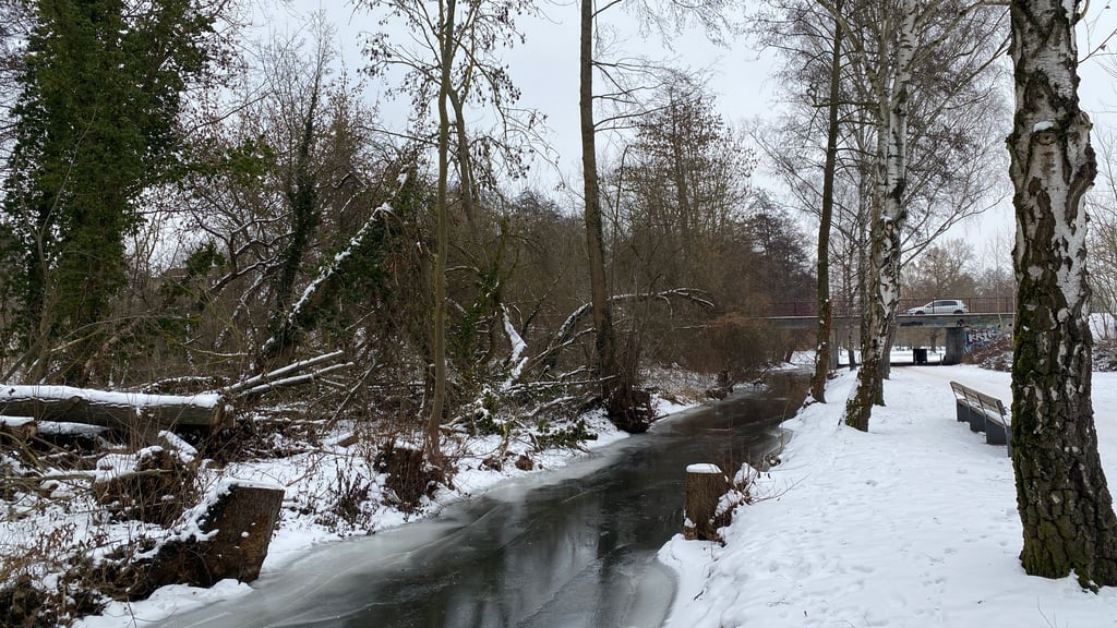 Durch das LHW wurden Bäume im Flickschuhpark entlang der Ihle gefällt und beschnitten.