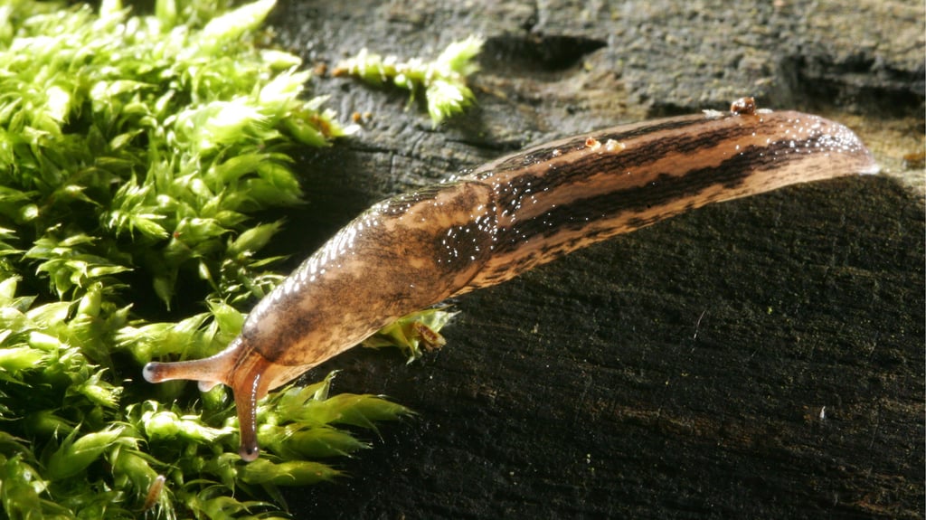 Dieser Mitbewohner bekämpft ihm änliche Arten - und ist deshalb bei Kleingärtnern beliebt.
