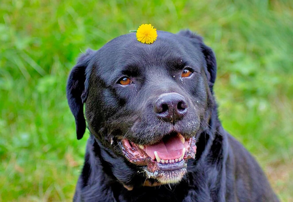 Rambo ist ein Dauerbewohner des Tierheimes. Er lebt dort schon seit  sechs Jahren. 