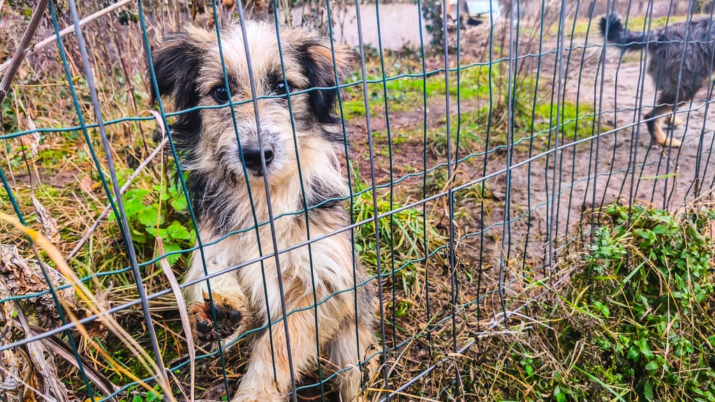Im Dezember holten die Behörden fast 130 Hunde von den Grundstücken der Angeklagten in Bad Lauchstädt und Bennstedt.