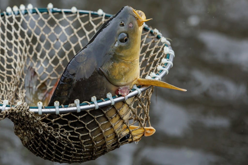 Der Wert der gestohlenen Karpfen liegt laut Polizei im mittleren zweistelligen Bereich. (Symbolbild)