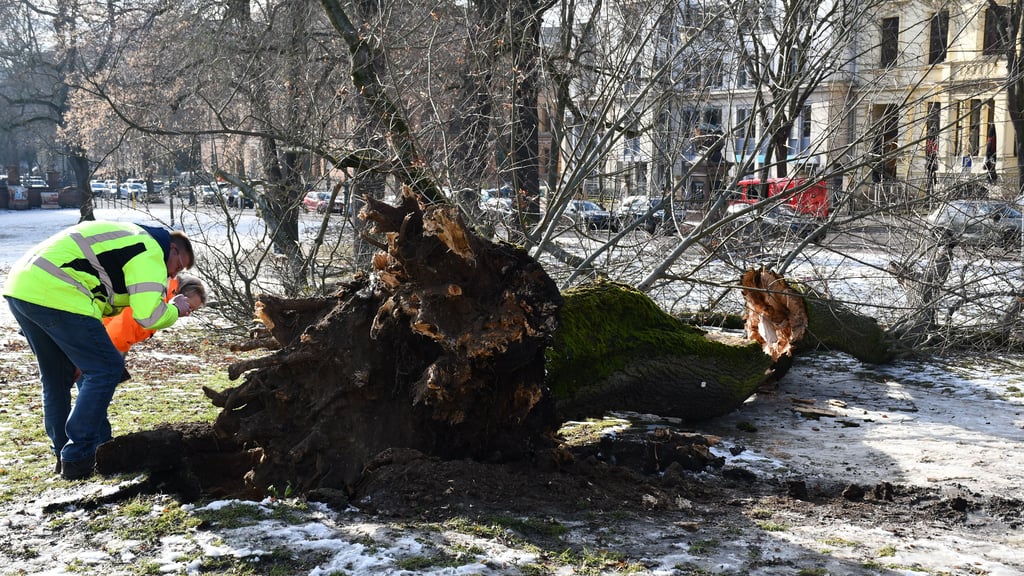 In einem Park in der Magdeburger Innenstadt ist ein großer Baum auf einen Weg gestürzt.