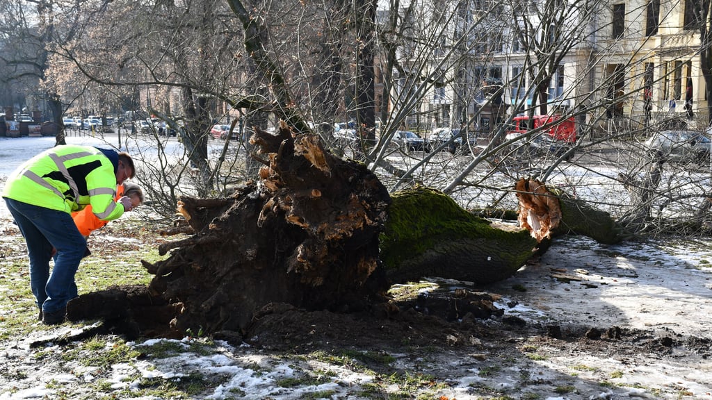 In einem Park in der Magdeburger Innenstadt ist ein großer Baum auf einen Weg gestürzt.