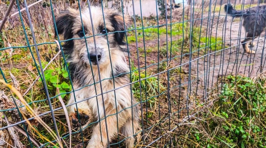 Im Dezember holten die Behörden fast 130 Hunde von den Grundstücken der Angeklagten in Bad Lauchstädt und Bennstedt.
