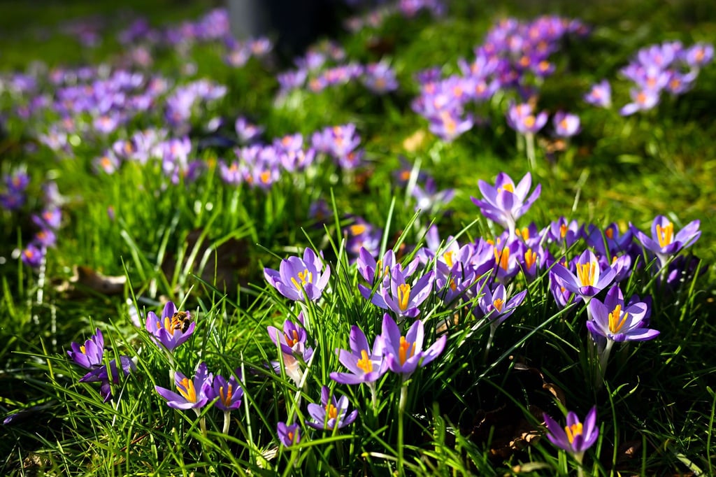 Frühblüher bringen Farbe in den Garten, können aber giftig für Kinder und Haustiere sein.
