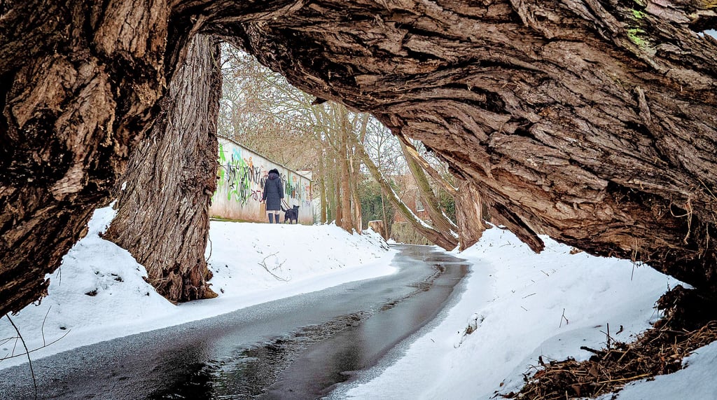 Der Hexengang in Gommern wird gern als Spazierweg benutzt. Auch hier werden Bäume entfernt, um die Sicherheit der Fußgänger zu gewährleisten.
