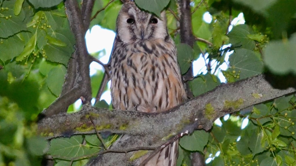 Waldohreule  bei Purzien